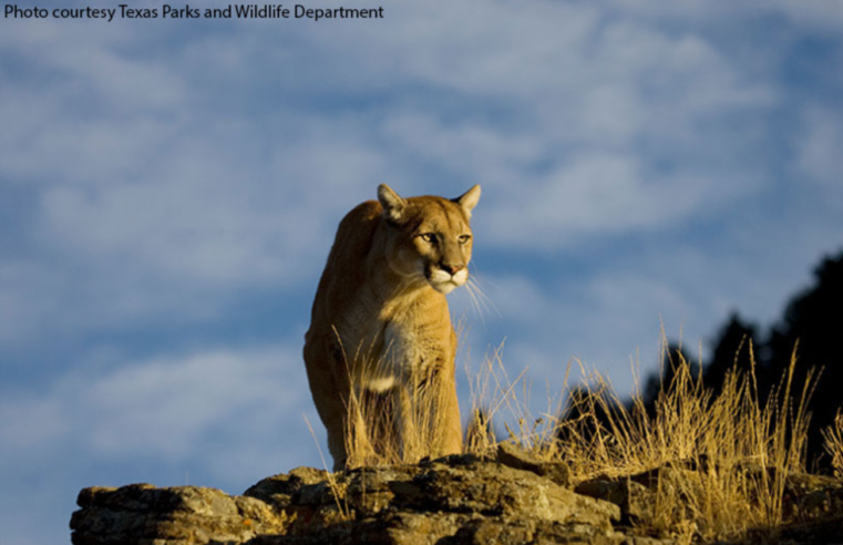 Public Comment Sought for Proposed Mountain Lion Regulations