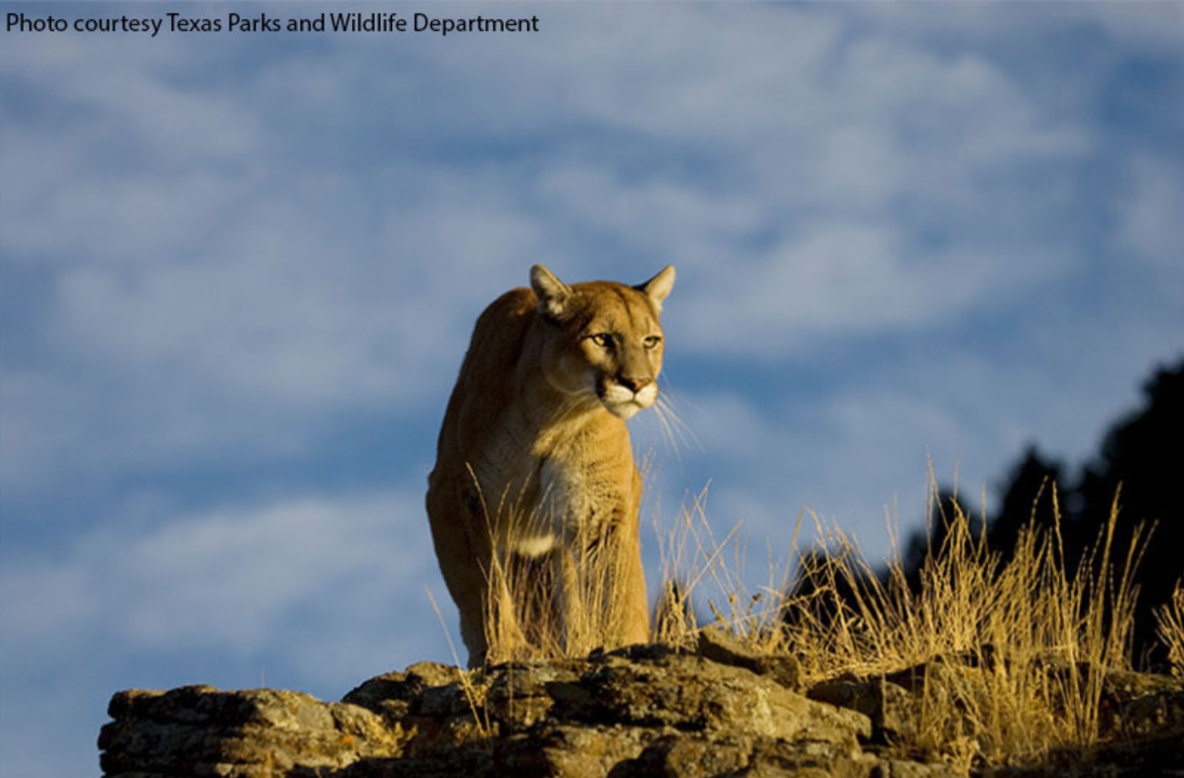 Public Comment Sought for Proposed Mountain Lion Regulations